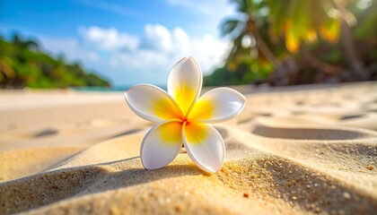 A close-up showcases a bright, fragrant bloom gracefully resting on warm, sun-kissed sand of a tropical beach with azure sky