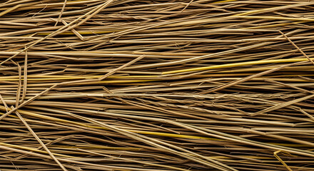 Dry Grass Texture