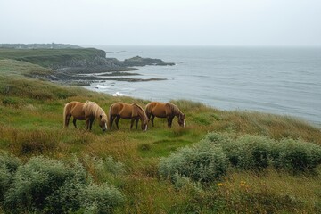 Three brown horses grazing on green grassy coastal cliffs with rocky shore and calm ocean under overcast sky