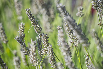 Tall Lavender in Windy Weather — Artistic Macro Side View with Blurred Background
