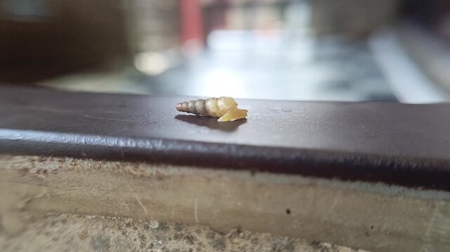 A small snail was walking on rusty scrap metal.