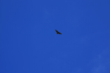 Majestic bird of prey flying in the clear blue sky background with wings wide open, symbol of freedom and power, minimal wildlife image showing natural sky texture