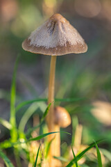 Macro Photo of Mushrooms in Park Grass — Dew Drops and Sunlight with Blurred Background