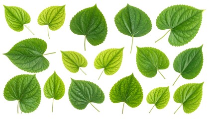 A collection of various green, heart-shaped leaves with veins displayed against a white background. Some have lighter hues