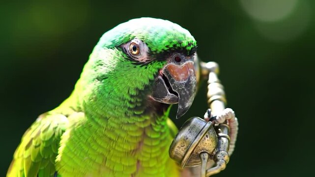 Close up of a green parrot holding a metal object in its beak.