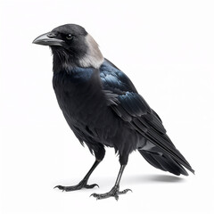 Hooded Crow Portrait on White Background, Close-Up of Corvus cornix with Black Body and Grey Nape