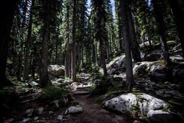 Sun-dappled forest trail winding through rocky terrain