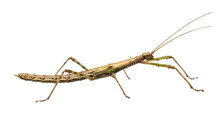 Brown stick insect sitting on white surface with extended antennae  