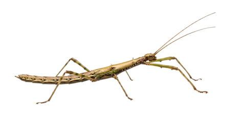 Brown stick insect sitting on white surface with extended antennae  
