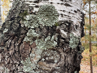 A close-up photograph of a birch tree trunk covered with textured green lichen in a forest. The...