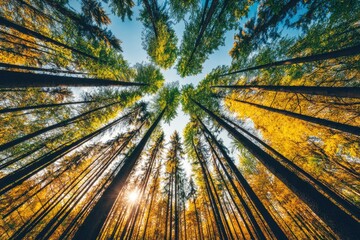 Sunlight filters through autumn forest canopy