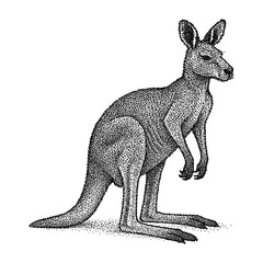 Kangaroo Vintage Illustration