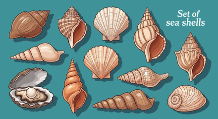 Elegant Sea Shell Collection Coastal Treasures and Ocean Beauty