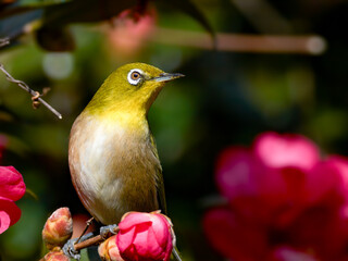 サザンカの枝にとまるメジロの横顔