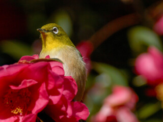 赤いサザンカに囲まれたメジロ

