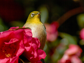 赤いサザンカに囲まれたメジロ
