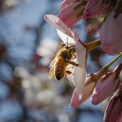 bee on a flower