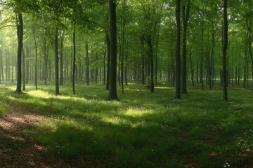 Naklejka premium Sunlight filters through a dense, verdant forest