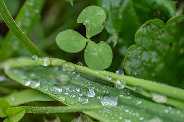 Macro Photo of Green Juicy Grass with Large Raindrops — Top View Artistic Nature Photography