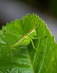 Fototapeta premium Vibrant macro shot of a bright green insect on a leaf
