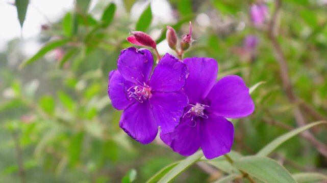 Fade-In Close-Up of Purple Glory Flowers (Tibouchina urvilleana) in Morning Light