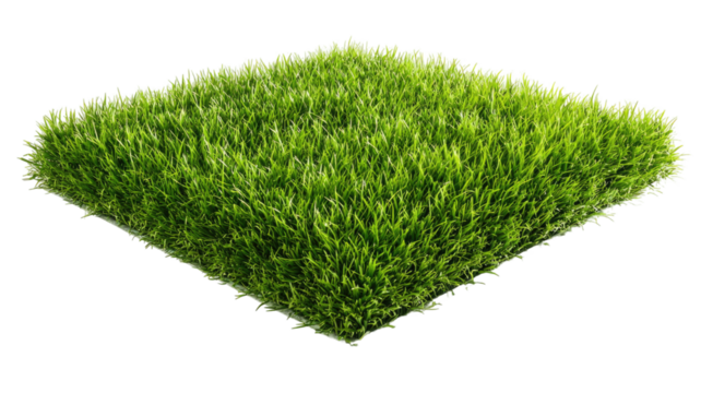 A heart-shaped patch of green grass is isolated on a white background, symbolizing nature, love, and ecology