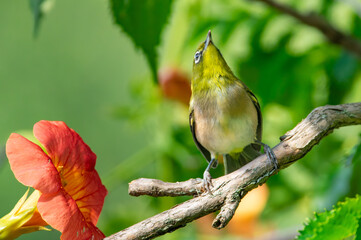 枝の上で見上げるメジロとノウゼンカズラ