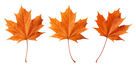 Sequence of three orange maple leaves showing fluttering descent stages graphic