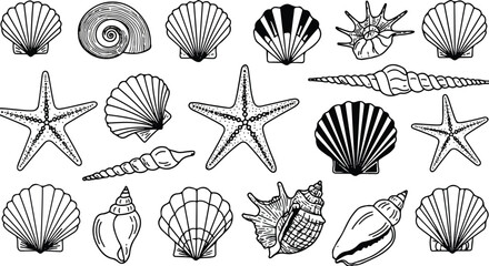Detailed monochrome vector illustration showcasing a meticulously arranged collection of various natural seashells and starfish, representing coastal biology in a flat 2D graphic.