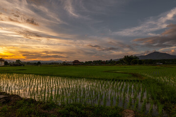 A picturesque scenery of rice paddy fields in the evening with amazing sky