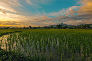 A picturesque scenery of rice paddy fields in the evening with amazing sky