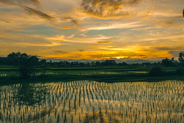 A picturesque scenery of rice paddy fields in the evening with amazing sky reflection