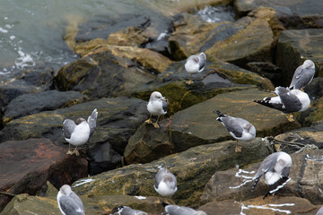 high angle view of seagulls on the rocky shoreline