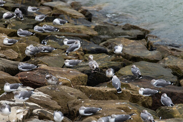 high angle view of seagulls on the rocky shoreline