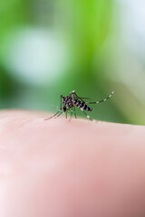 Aedes aegypti mosquitoes on human hand