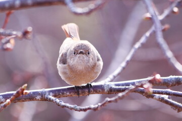 正面から撮った可愛いジョウビタキの雌