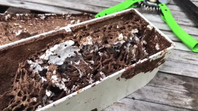 Termite bait trap demonstration with detailed view of termites transferring poison food to queen termite underground. Educational pest management footage.
