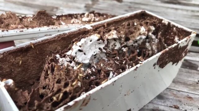 Macro shot of worker termites eating chemical bait used for colony elimination. Environmental pest control process concept video.