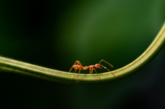 Weaver ant