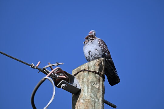 Speckled pigeon (Columba guinea) on a post