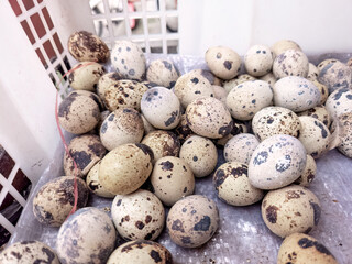 Obraz premium Fresh quail eggs for a nutritious, protein-packed snack. Organic quail eggs, perfect for healthy recipes. Gourmet quail eggs, ideal for various culinary dishes.