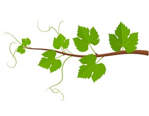 A vector illustration depicts a brown vine branch with vibrant green leaves and delicate tendrils against a pure white background