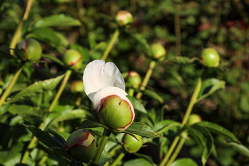 the beginning of the opening of a white peony bud - one petal