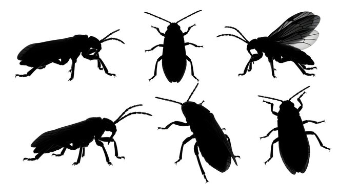Silhouette of various cockroach species isolated on white background in different poses - Powered by Adobe