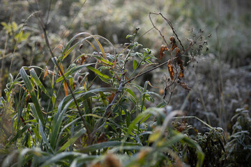 Frost on plants. Frozen grass. Morning colors of late autumn.