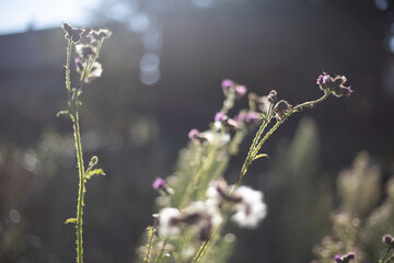 Plants in sunlight. Plants at the end of summer. Autumn colors in nature.