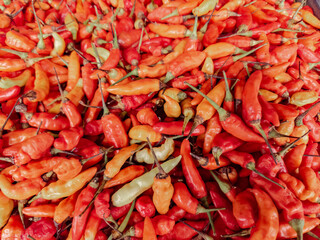 Bright red chilies drying in the sun. Red chili peppers ready for packaging. Spicy red chilies stacked for sale. Red chilies for culinary uses and spice. Freshly harvested red chili peppers