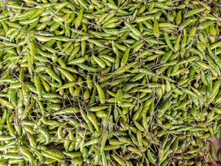 Fresh green chilies ready for harvest. A vibrant green chili pepper harvest. Fresh green chili peppers in large quantities. Green chilies piled together for sale. Raw green chilies on the market