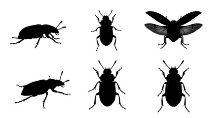 Silhouetted beetles isolated on white background in various poses and positions