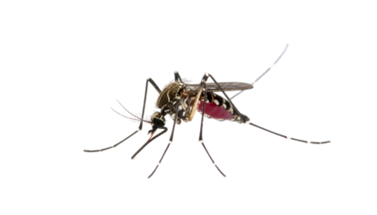 Mosquito detailed close-up with visible blood, on a black background